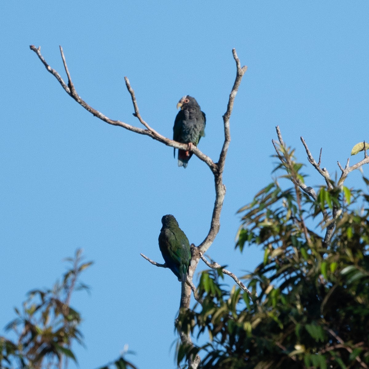 Loro Senil - ML641204224