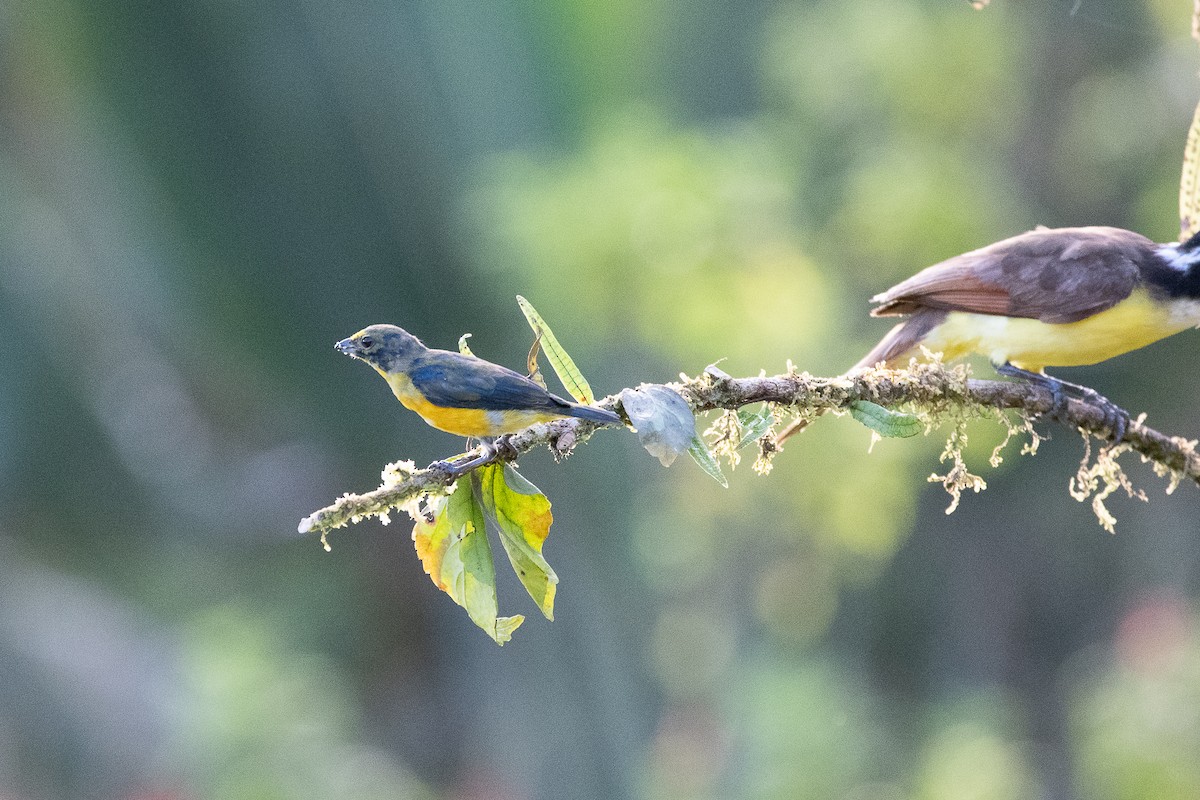 White-vented Euphonia - ML641204254