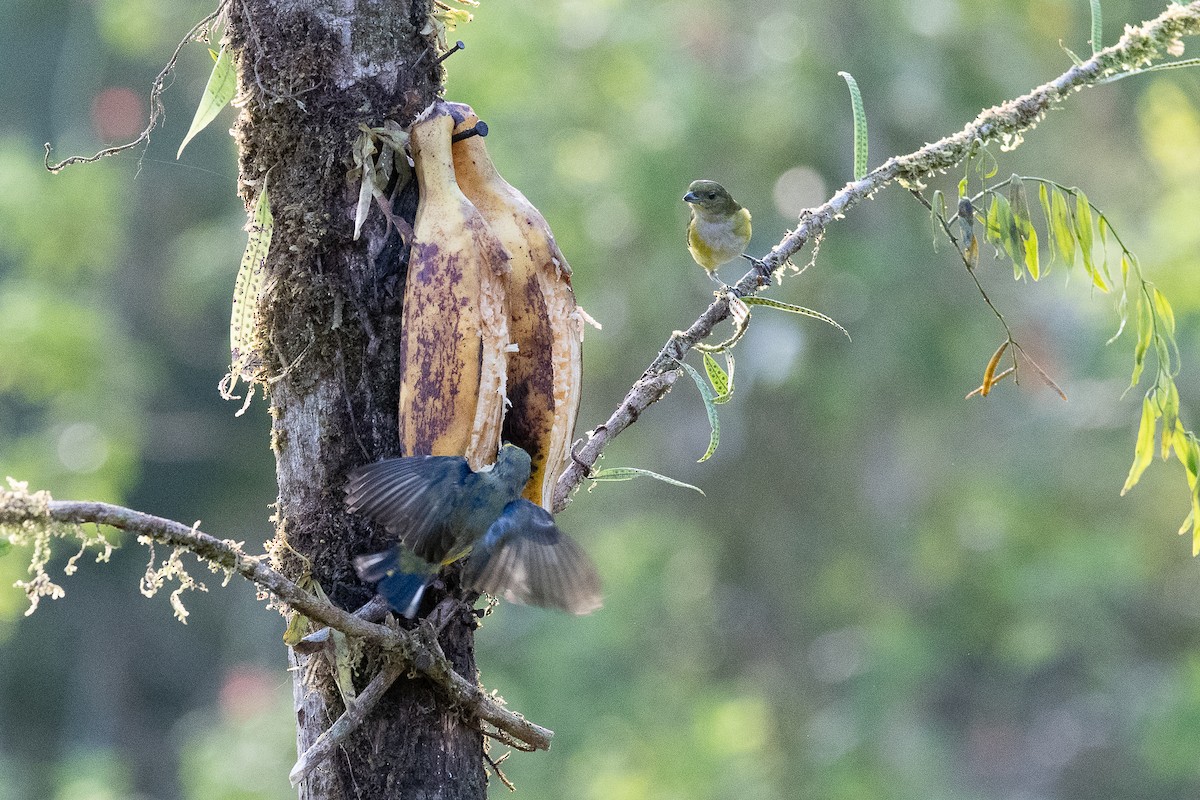 White-vented Euphonia - ML641204255