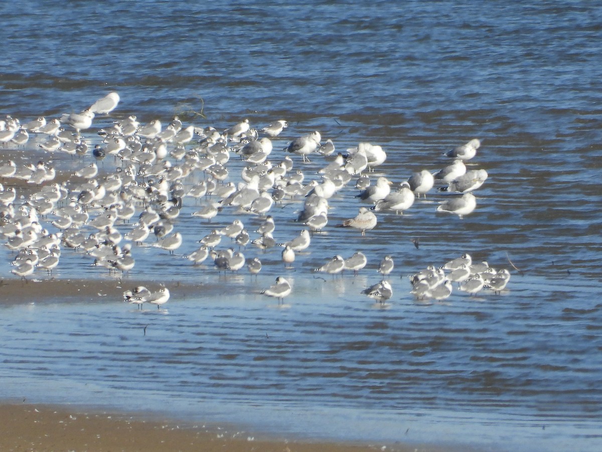 Franklin's Gull - ML641204260
