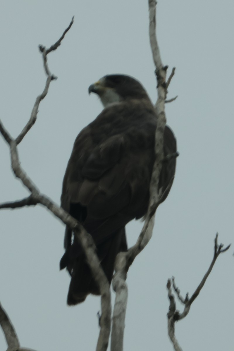 Swainson's Hawk - ML641204274