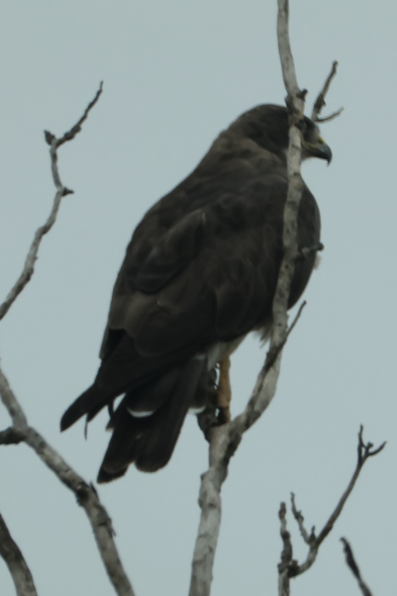 Swainson's Hawk - ML641204275
