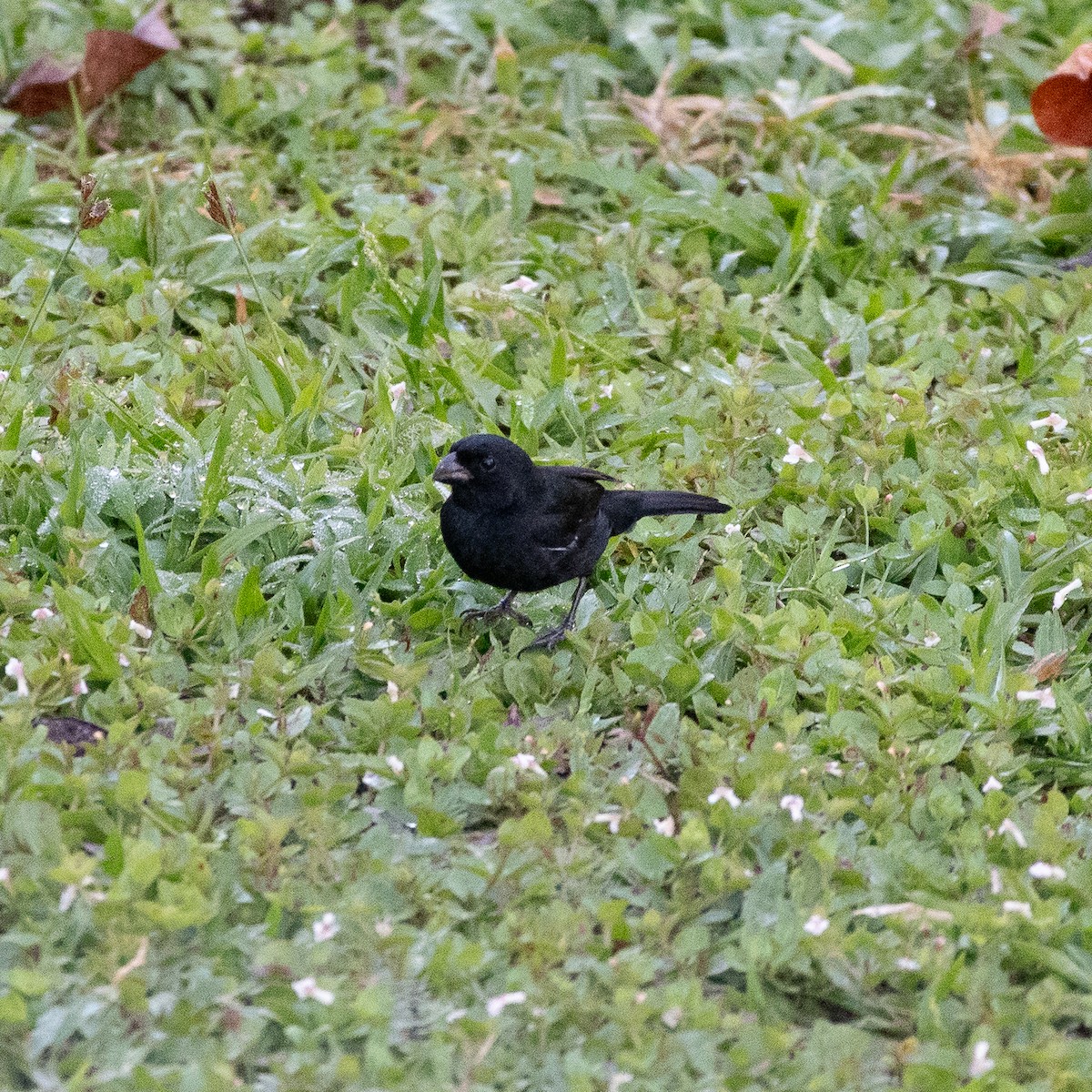 Variable Seedeater - ML641204278