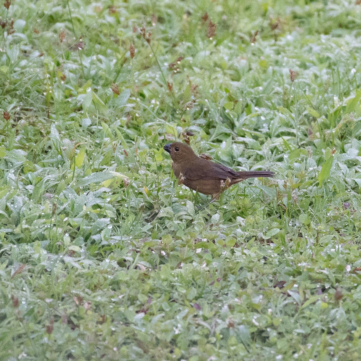 Variable Seedeater - ML641204279