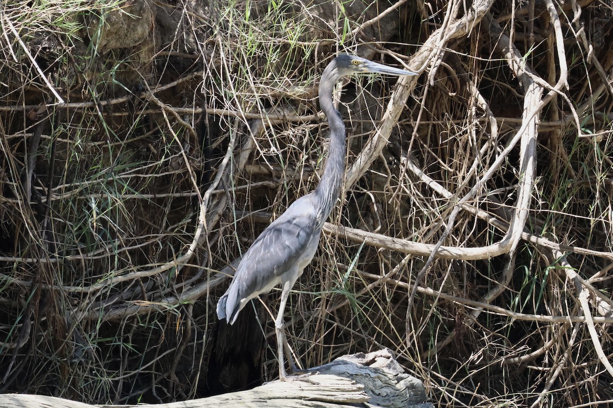 Great-billed Heron - ML641204331