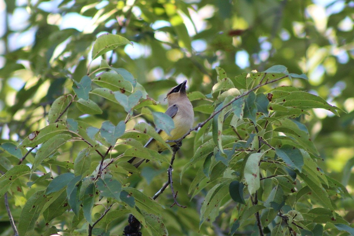 Cedar Waxwing - ML641204332
