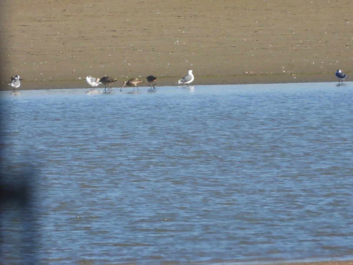 Marbled Godwit - ML641204333