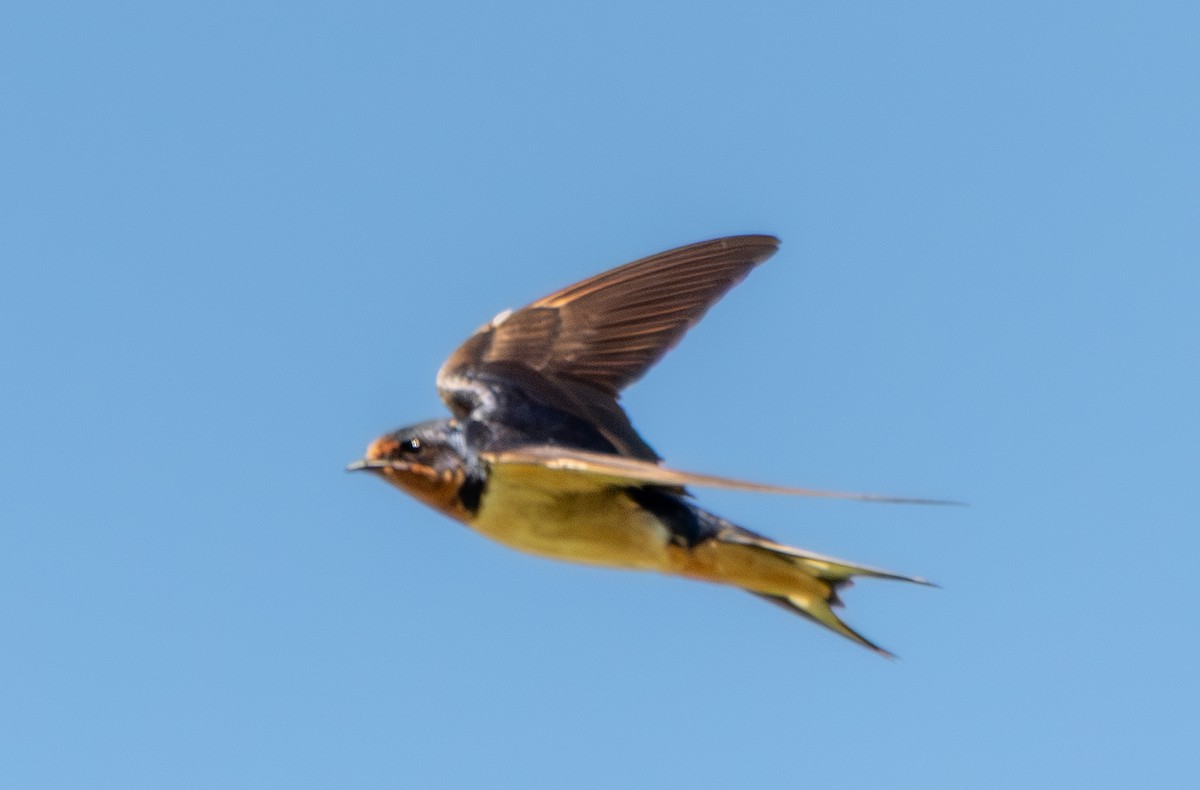 Hirondelle rustique - ML641204427