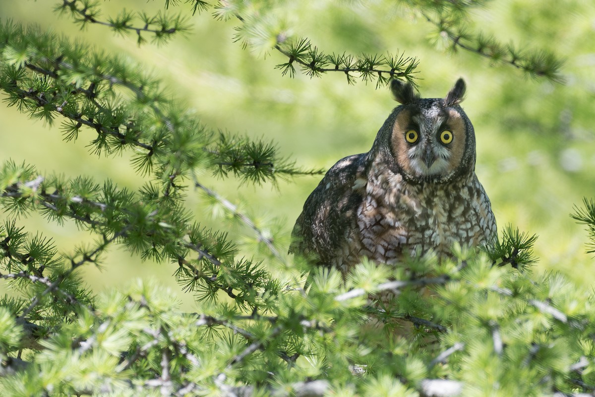 Long-eared Owl - ML641204575