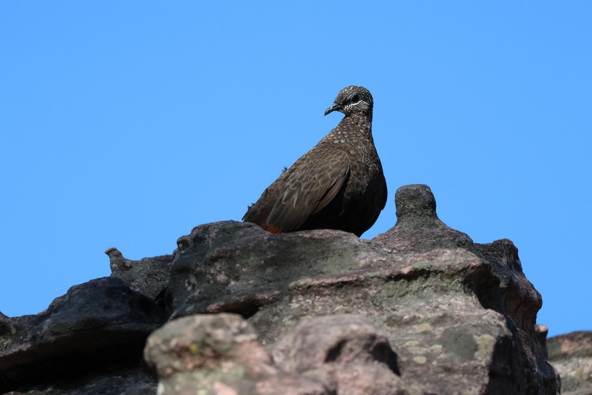 Chestnut-quilled Rock-Pigeon - ML641204584
