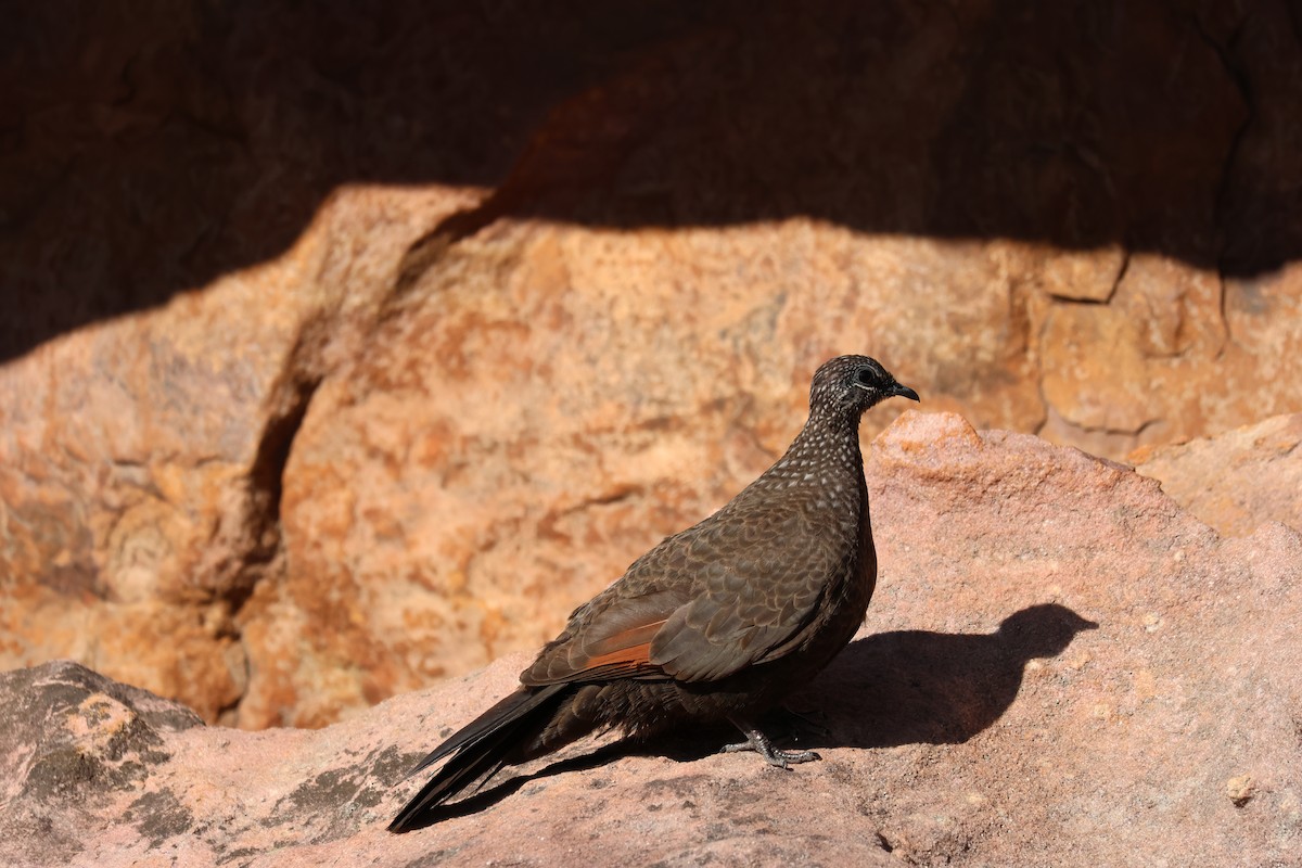 Chestnut-quilled Rock-Pigeon - ML641204585