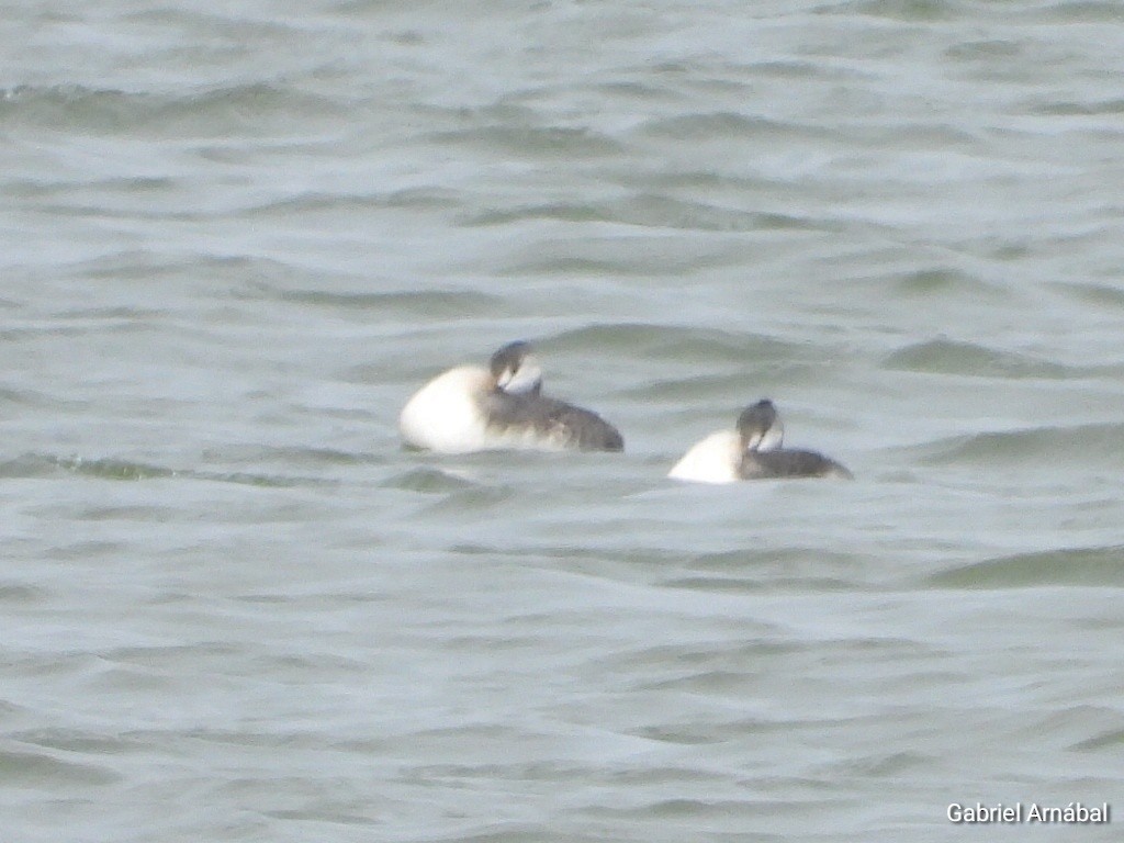 Great Grebe - ML641204592