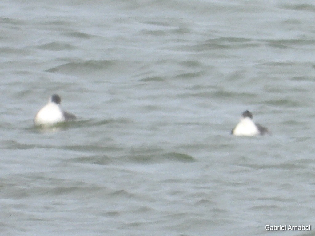 Great Grebe - ML641204593