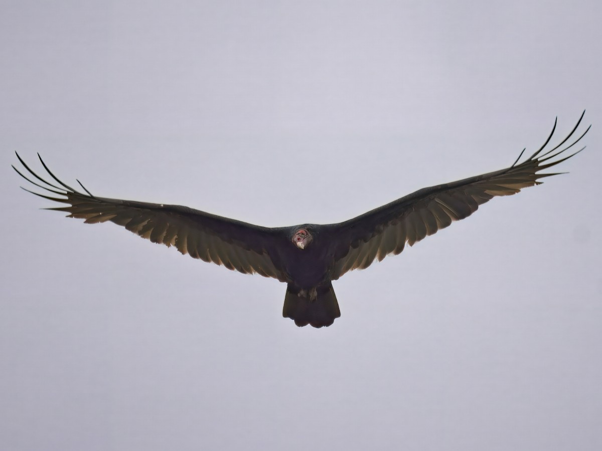 Turkey Vulture - ML641204627