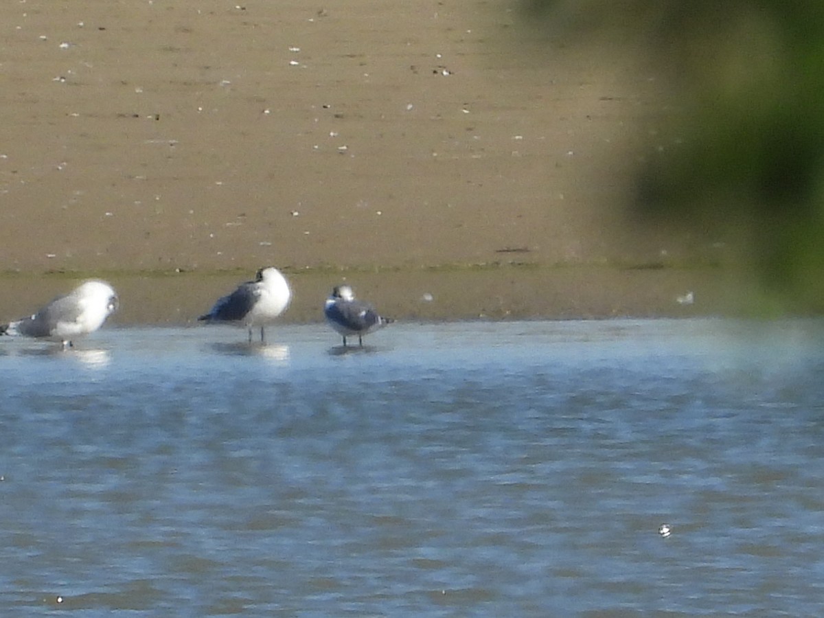Bonaparte's Gull - ML641204632