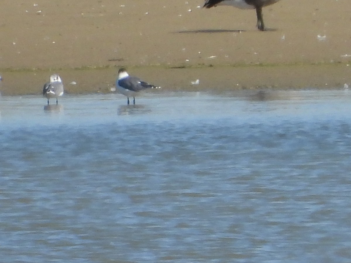 Bonaparte's Gull - ML641204638