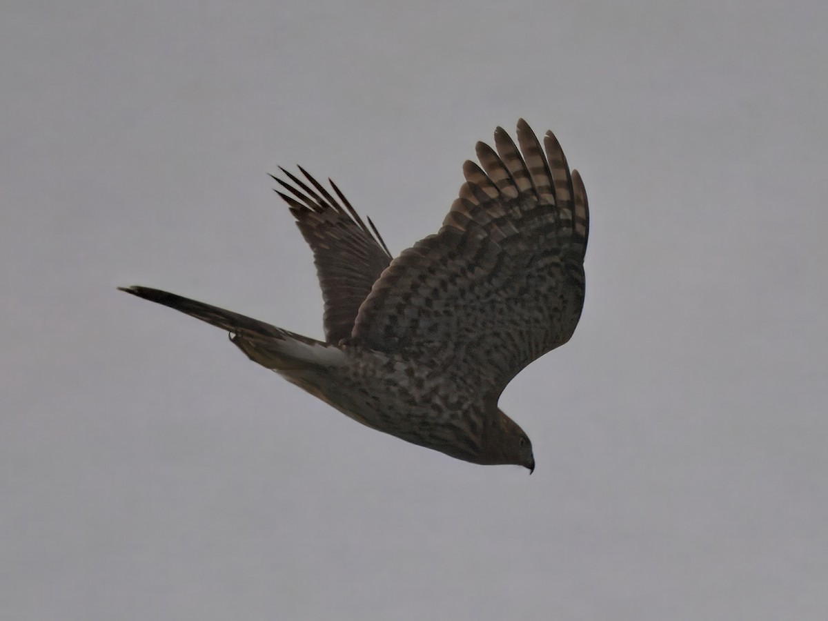 Cooper's Hawk - ML641204641