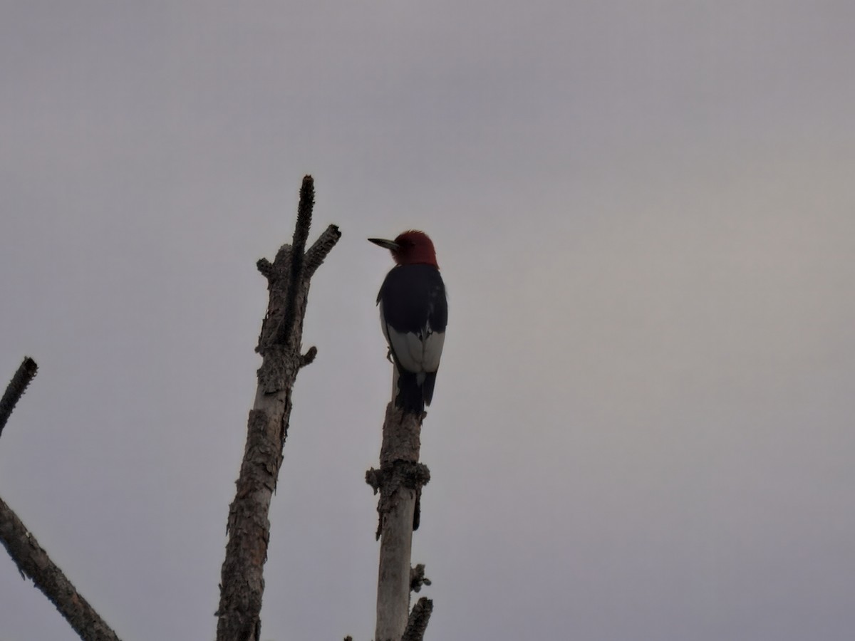 Red-headed Woodpecker - ML641204649