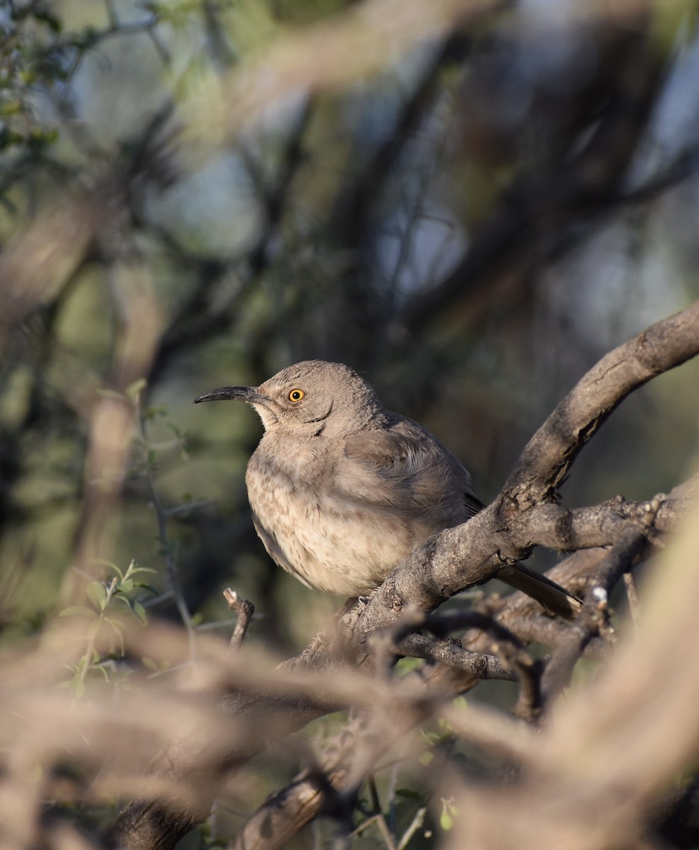 Crissal Thrasher - ML641204651