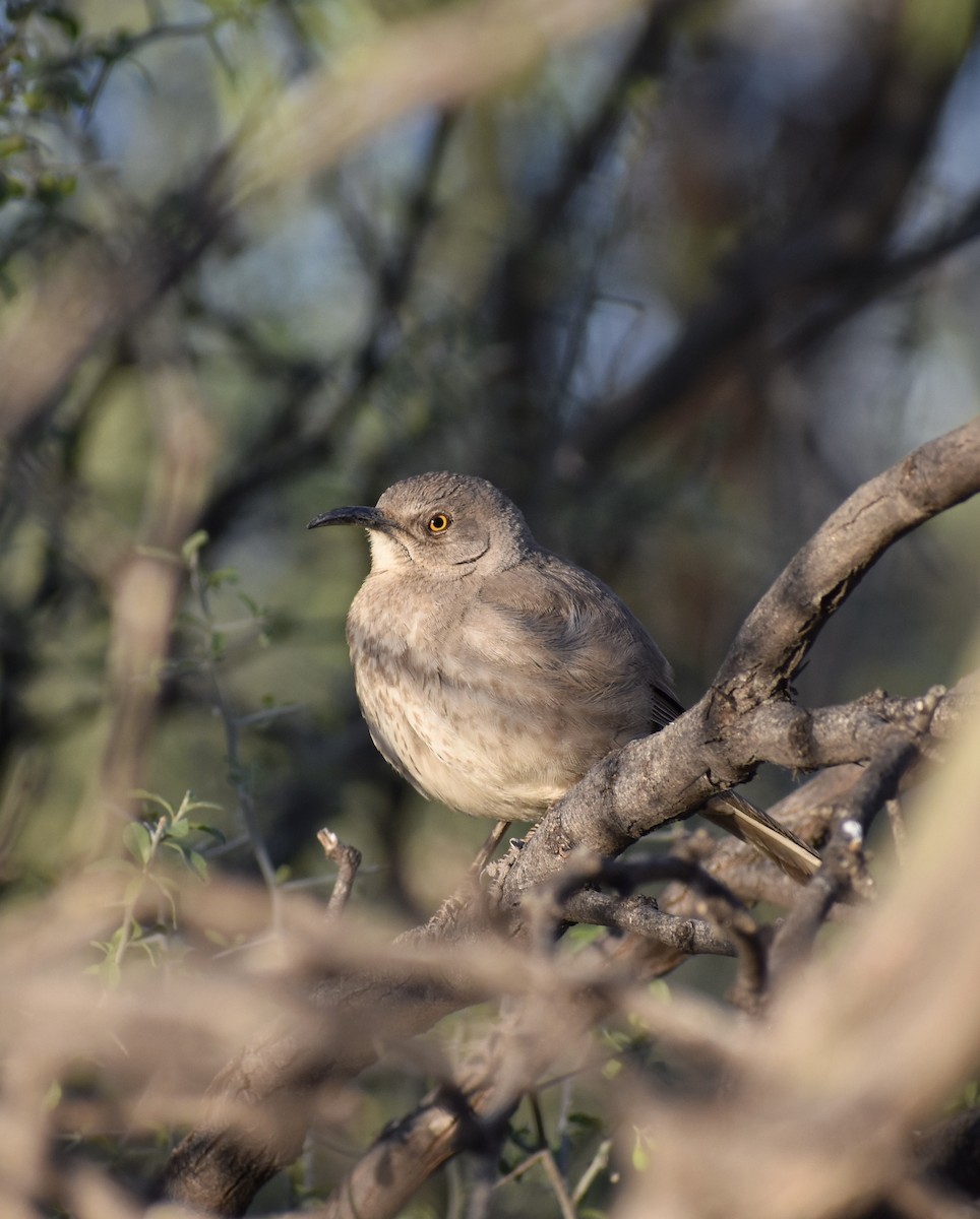 Crissal Thrasher - ML641204652