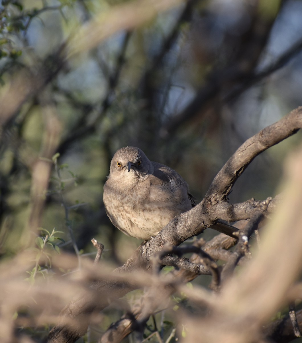 Crissal Thrasher - ML641204659