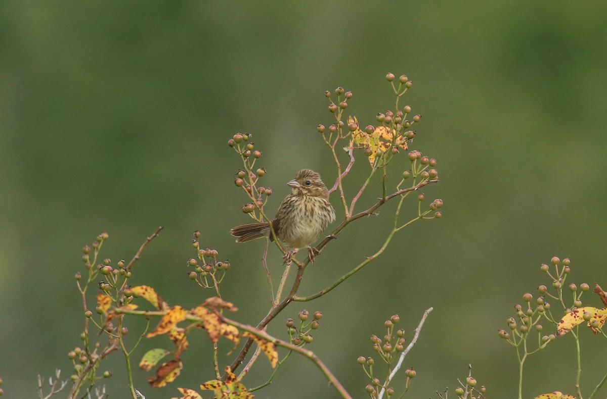 Song Sparrow - ML641204672