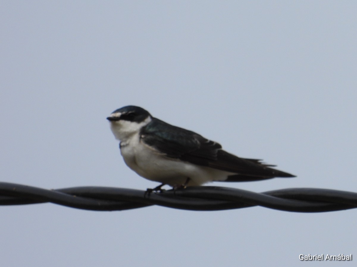 White-rumped Swallow - ML641204673