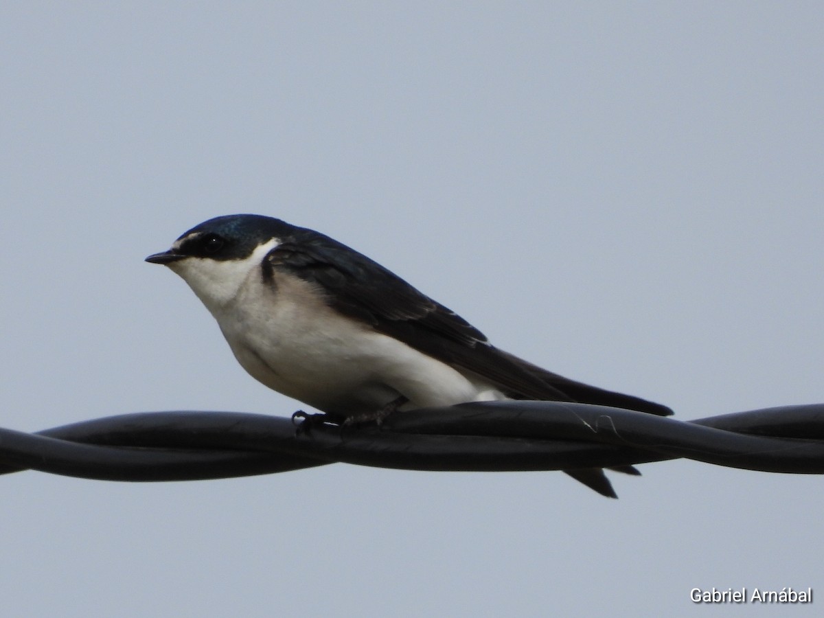 White-rumped Swallow - ML641204675