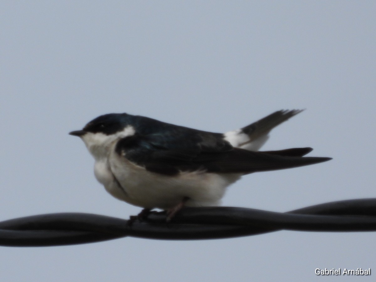 White-rumped Swallow - ML641204676