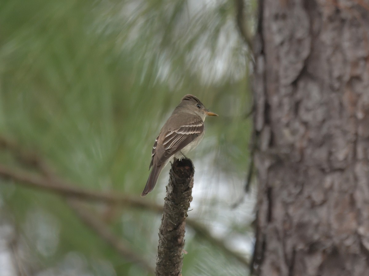 Eastern Wood-Pewee - ML641204677