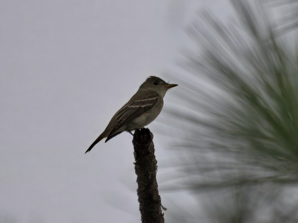 Eastern Wood-Pewee - ML641204679