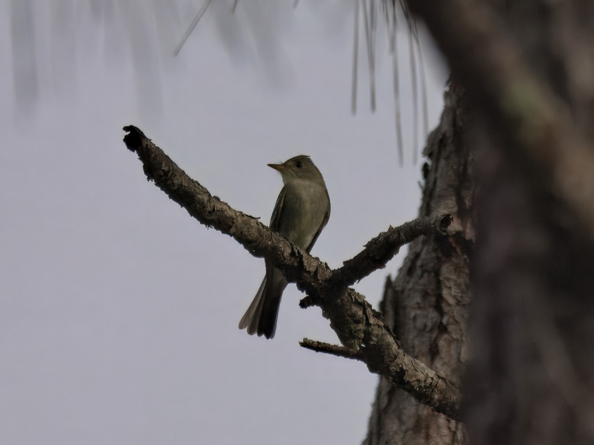 Eastern Wood-Pewee - ML641204682