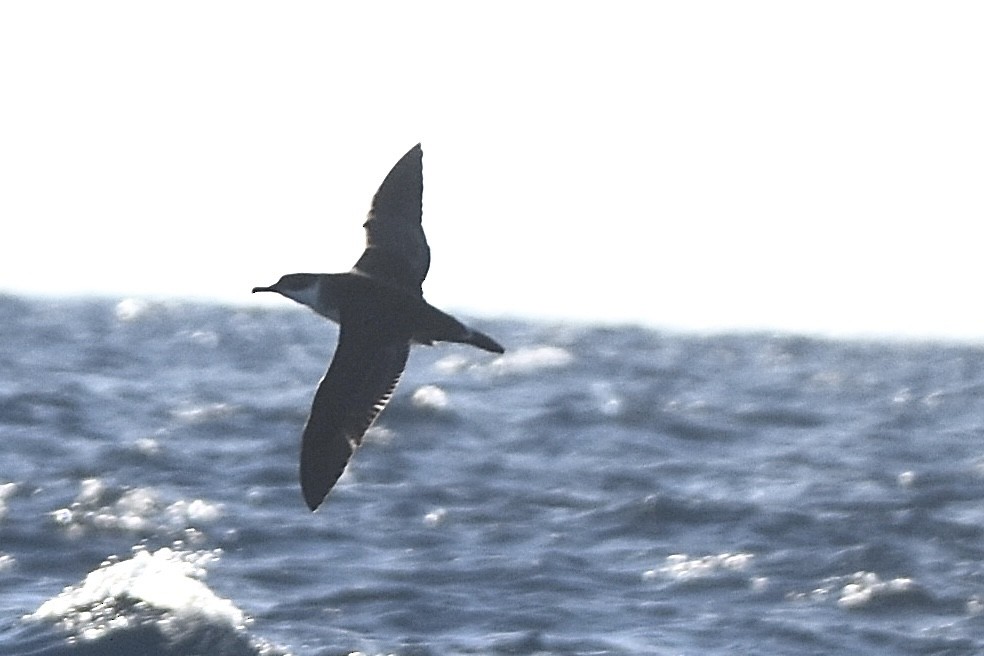 Great Shearwater - ML641204684