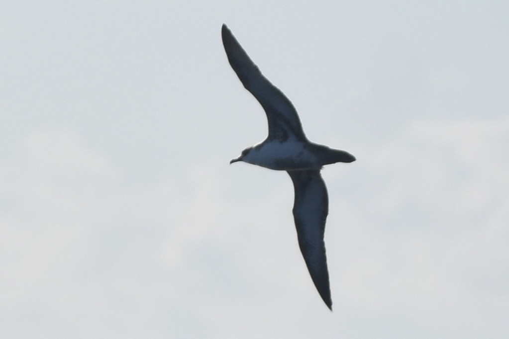 Great Shearwater - ML641204685