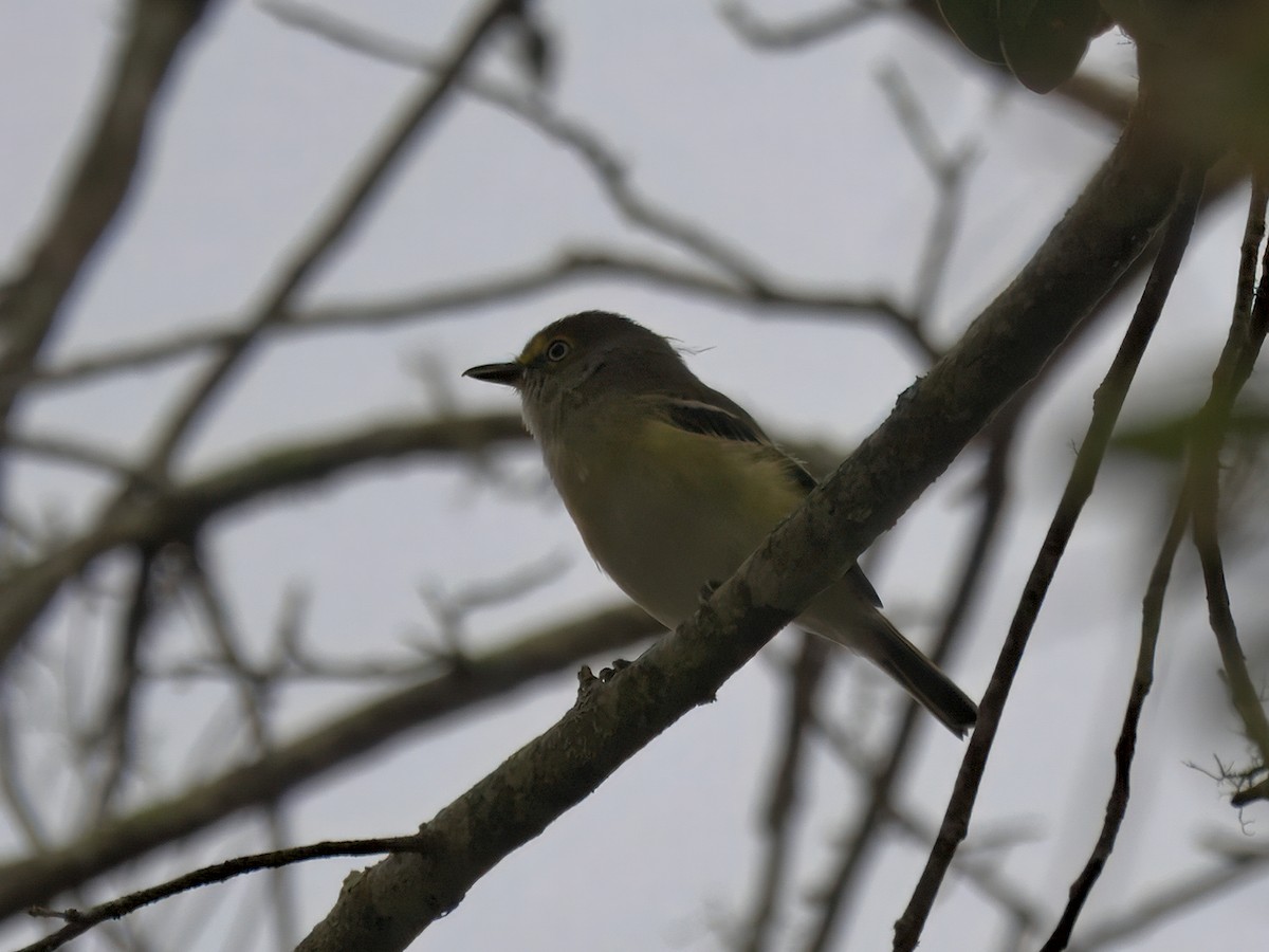 White-eyed Vireo - ML641204688