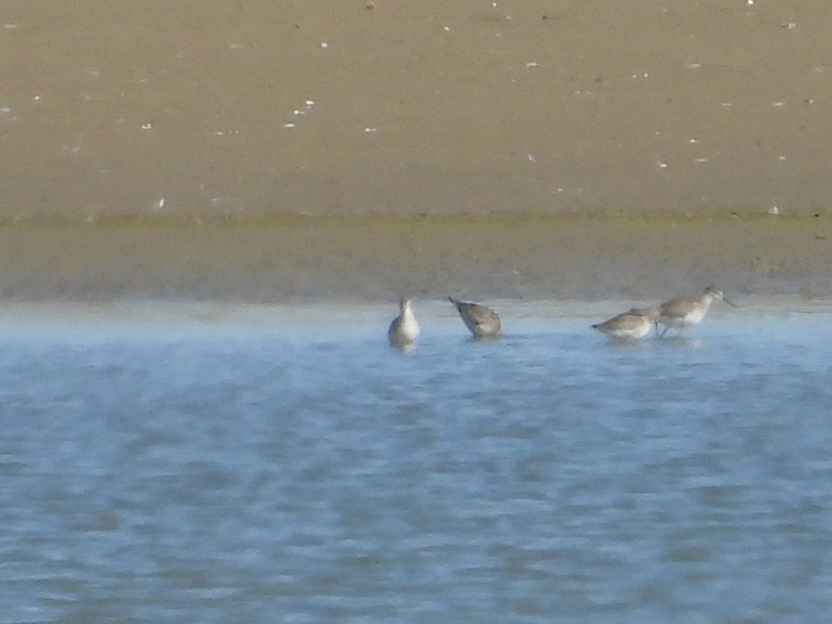 Stilt Sandpiper - ML641204703