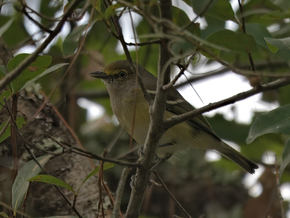 White-eyed Vireo - ML641204705