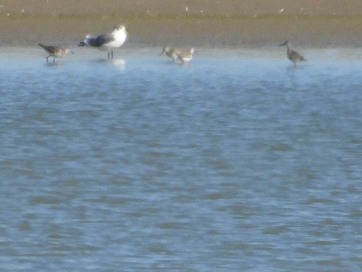 Stilt Sandpiper - ML641204706