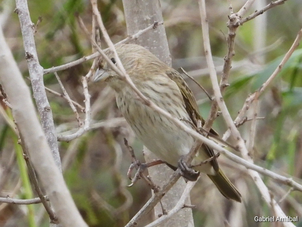 Saffron Finch - ML641204708