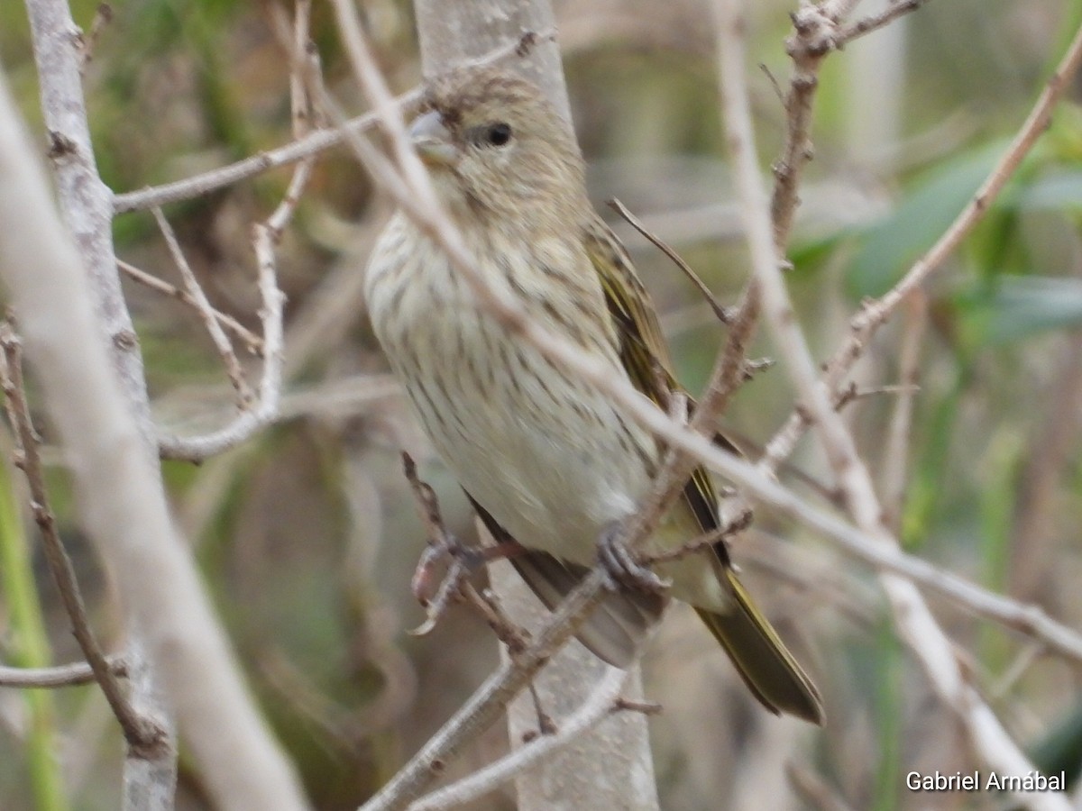 Saffron Finch - ML641204709