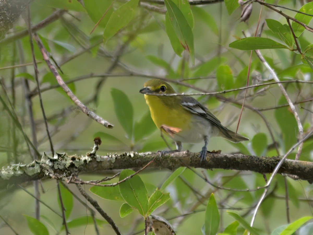 Yellow-throated Vireo - ML641204711