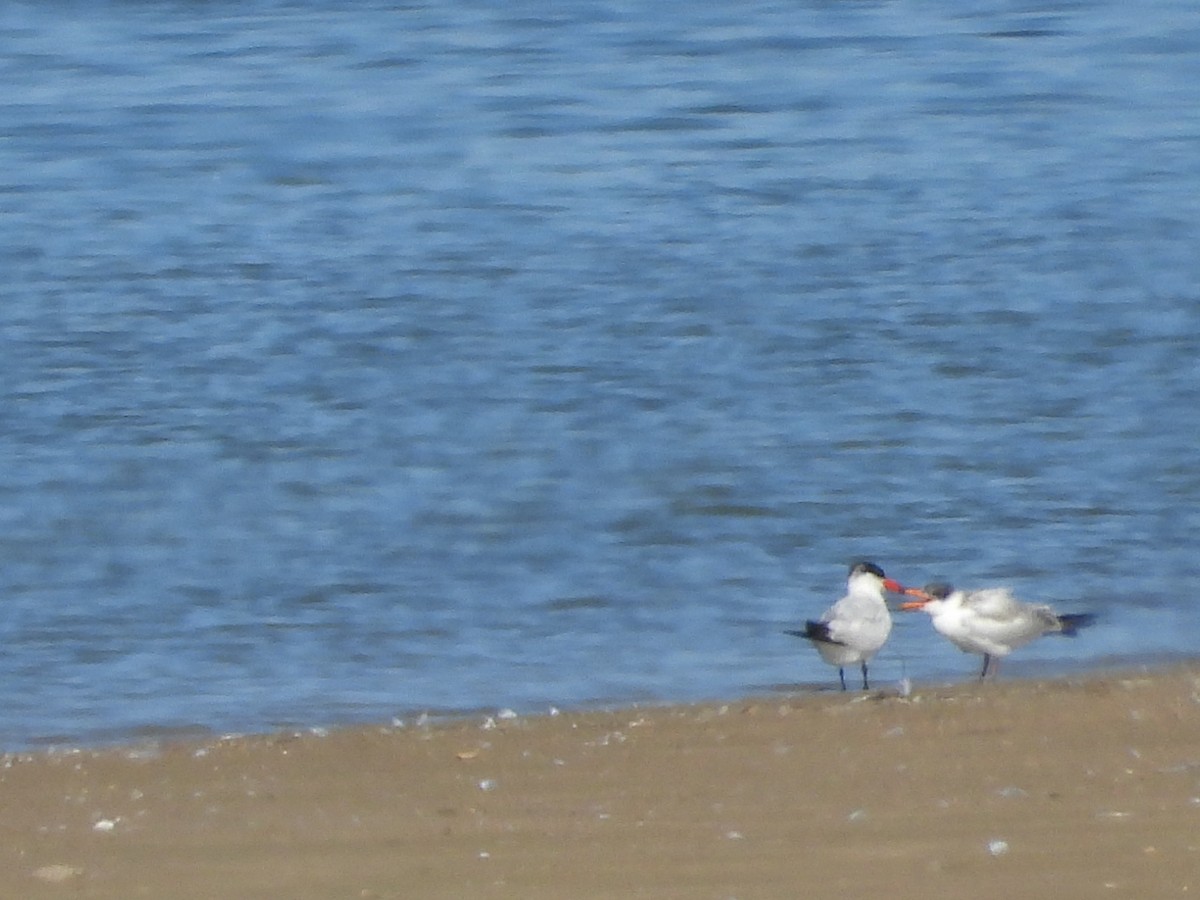 Caspian Tern - ML641204731