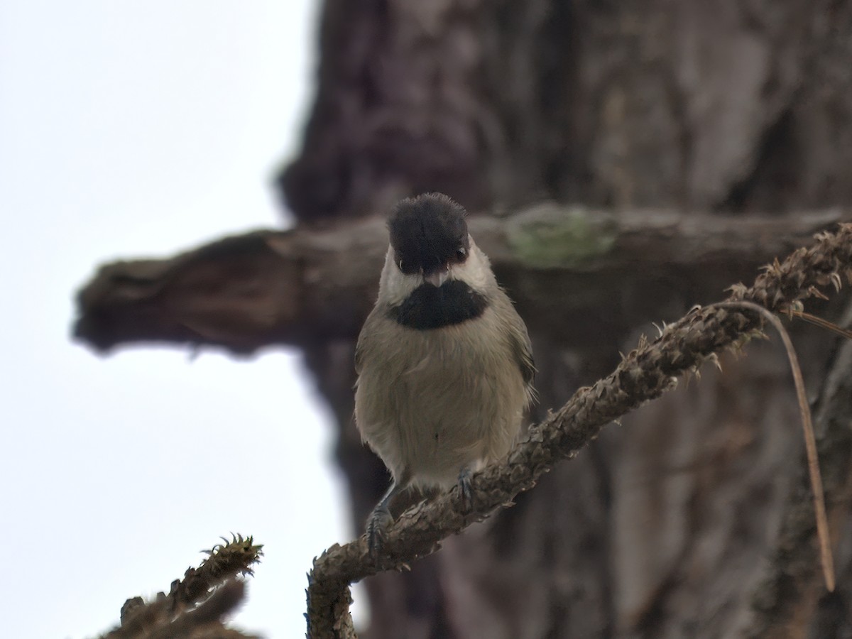 Carolina Chickadee - ML641204734