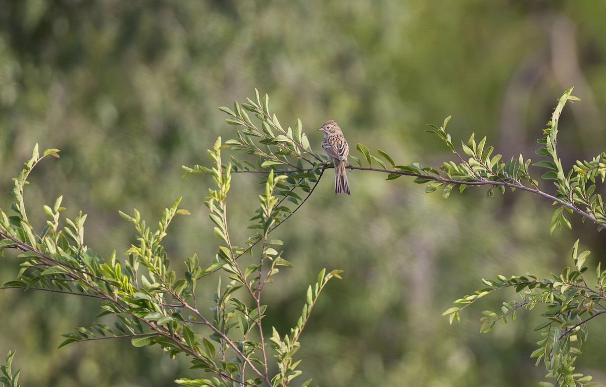 Brewer's Sparrow - ML641204745
