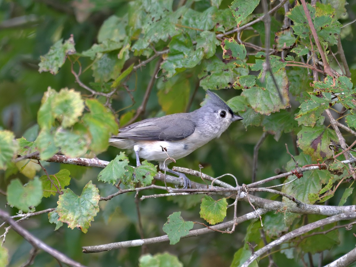 Tufted Titmouse - ML641204756