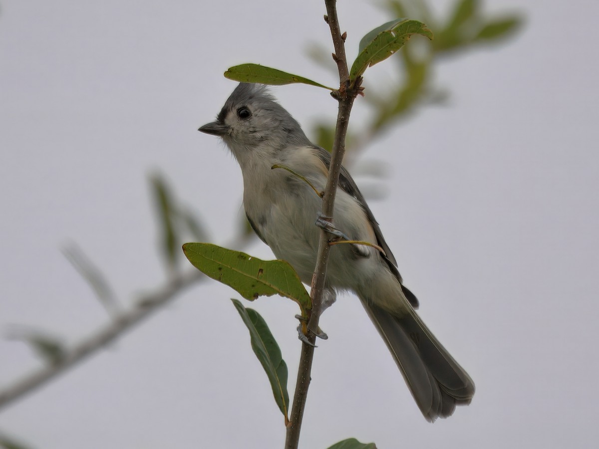 Tufted Titmouse - ML641204759