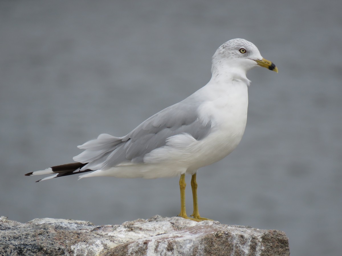 Ring-billed Gull - ML641204760