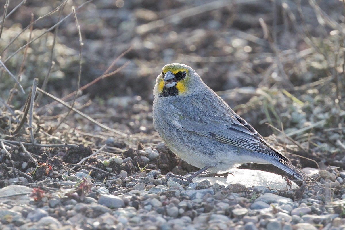 Yellow-bridled Finch - ML641204767