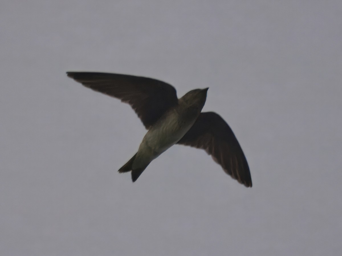 Purple Martin - ML641204768