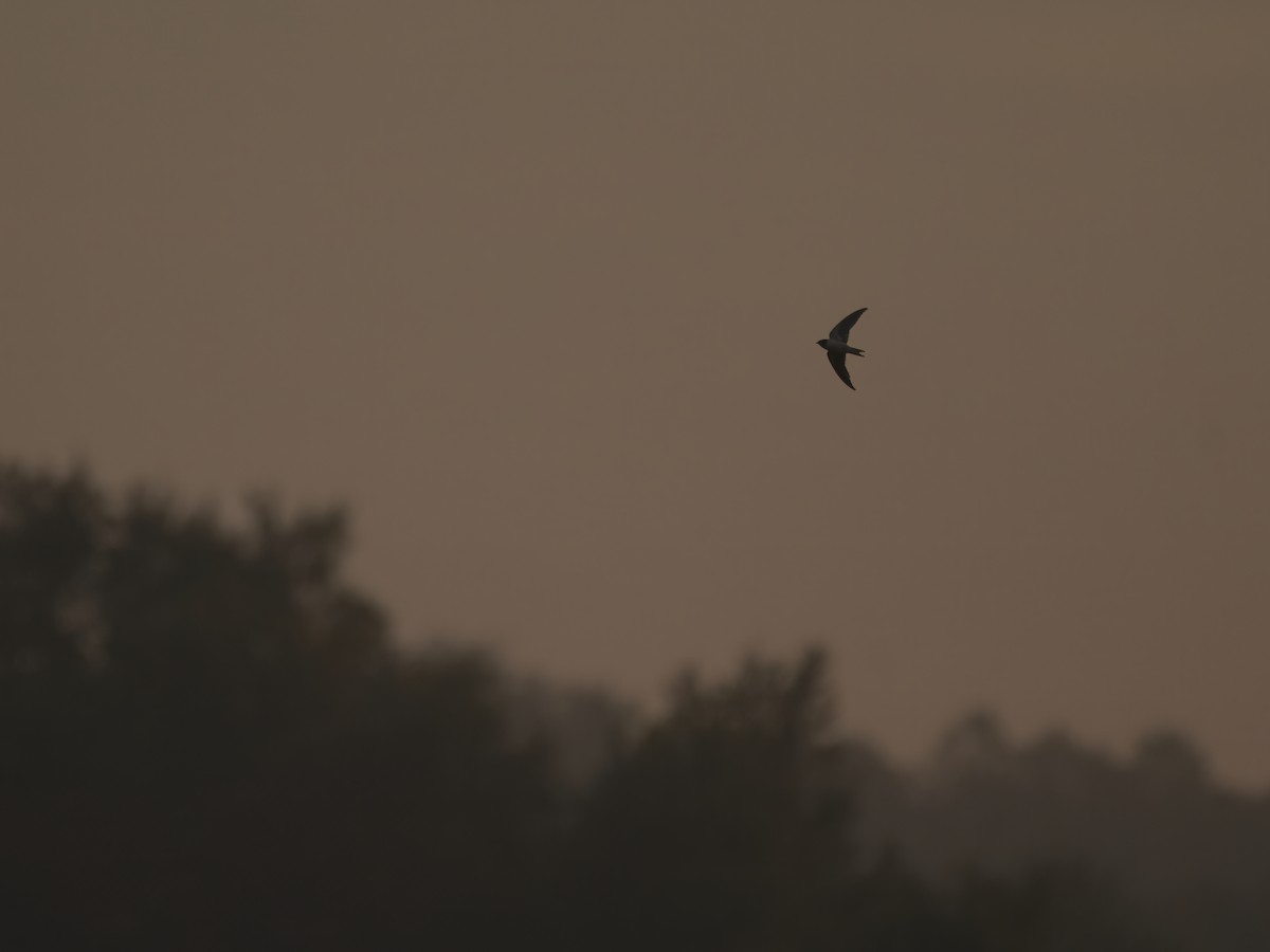 Barn Swallow - ML641204770